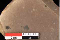 Foto (Detailansicht) von Asterocalyx styriacus Ettingshausen (NHMW-GEO-2024-0188-0423)